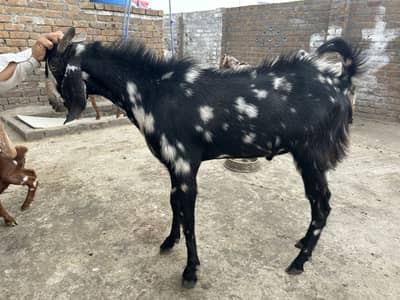 Bakra for sale live weight 52kg