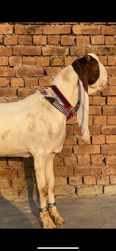 Gulabi bakra