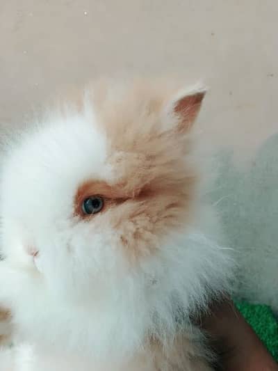 teddy bear dwarf