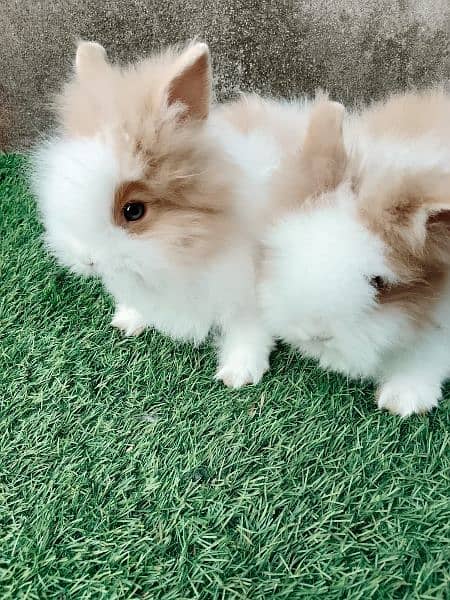 teddy bear dwarf 1