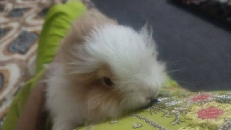 teddy bear dwarf 2