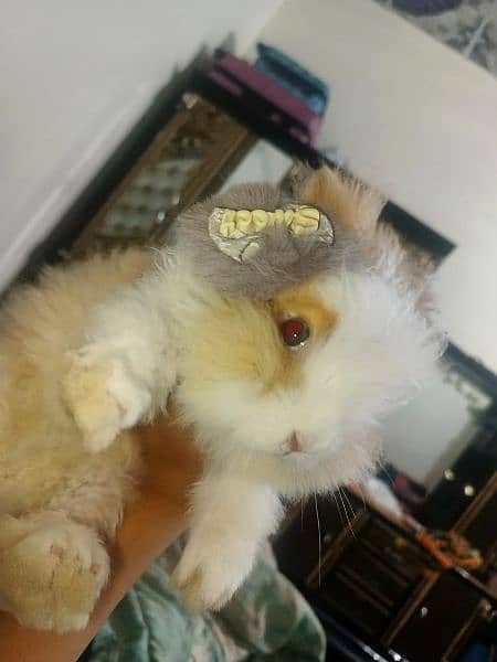teddy bear dwarf 3