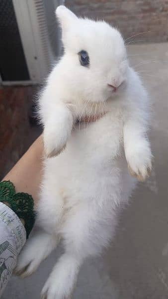 teddy bear dwarf 4