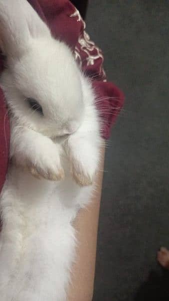 teddy bear dwarf 5