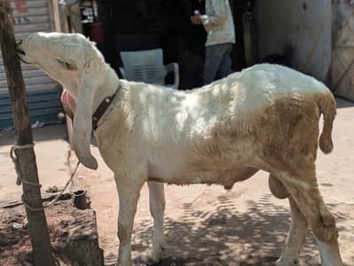 larkana dumba