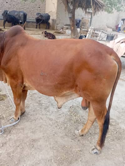 Bull 4man plus for qurbani 2026