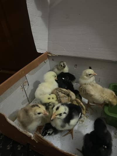Aseel chicks