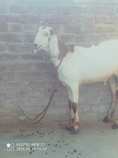 goats ghr k behtreen janwar. mandi sy sasta inshallah 03237612621