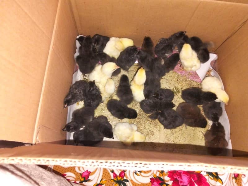 Chick's 0