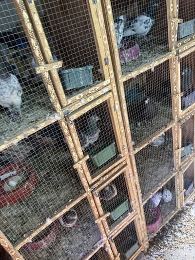 31 pair breeder