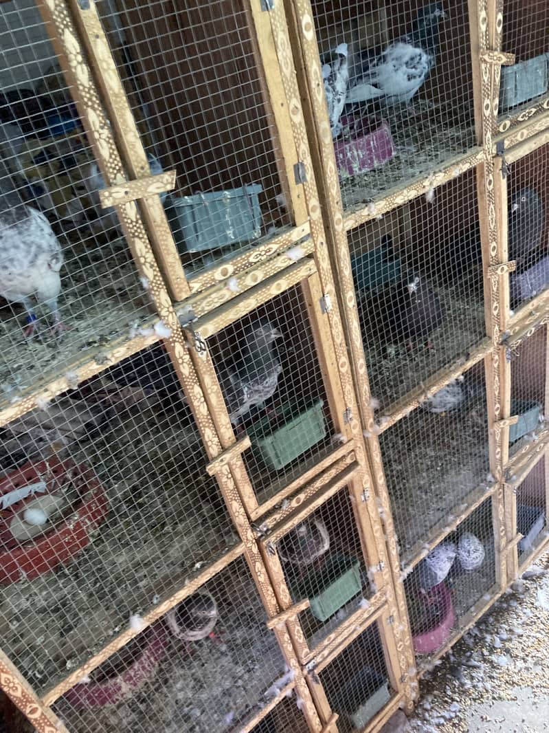 31 pair breeder 0