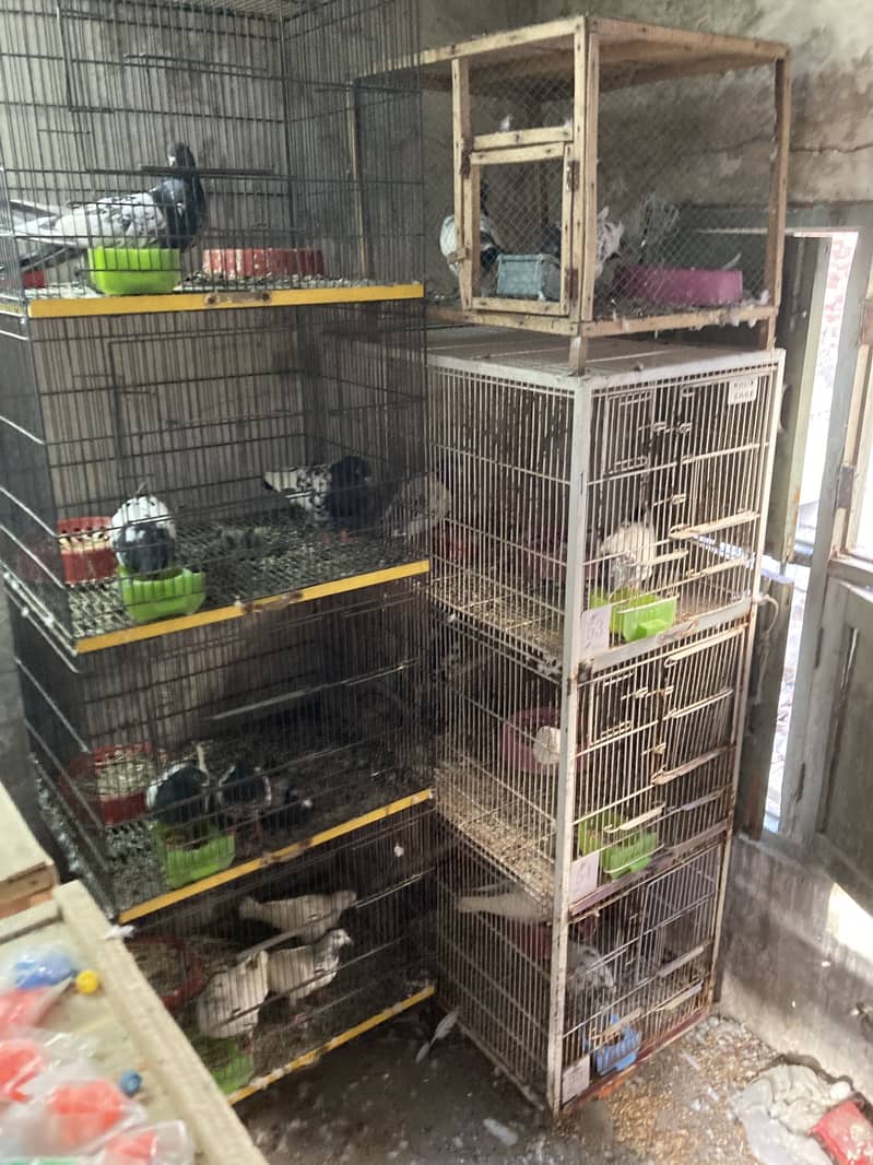 31 pair breeder 1