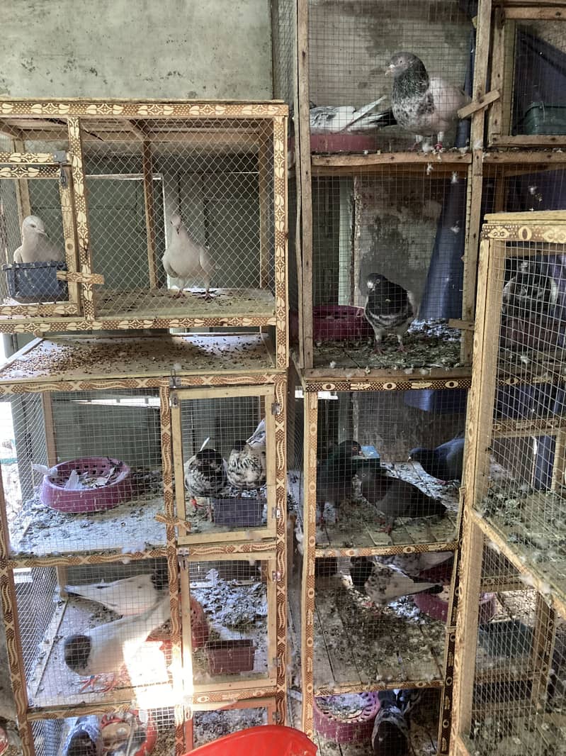 31 pair breeder 2