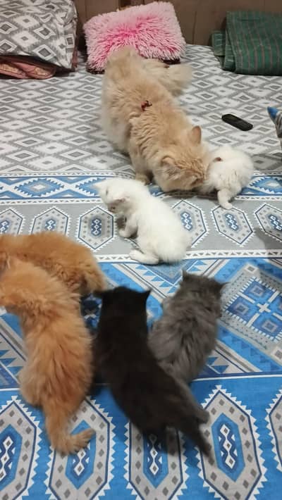 kittens vailable  ( +92 322 5625576 )