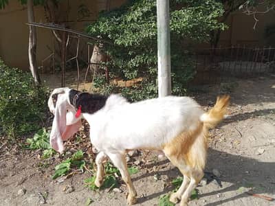 Gulabi Bakra