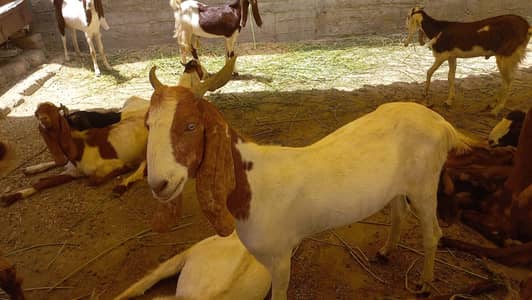 GOATS