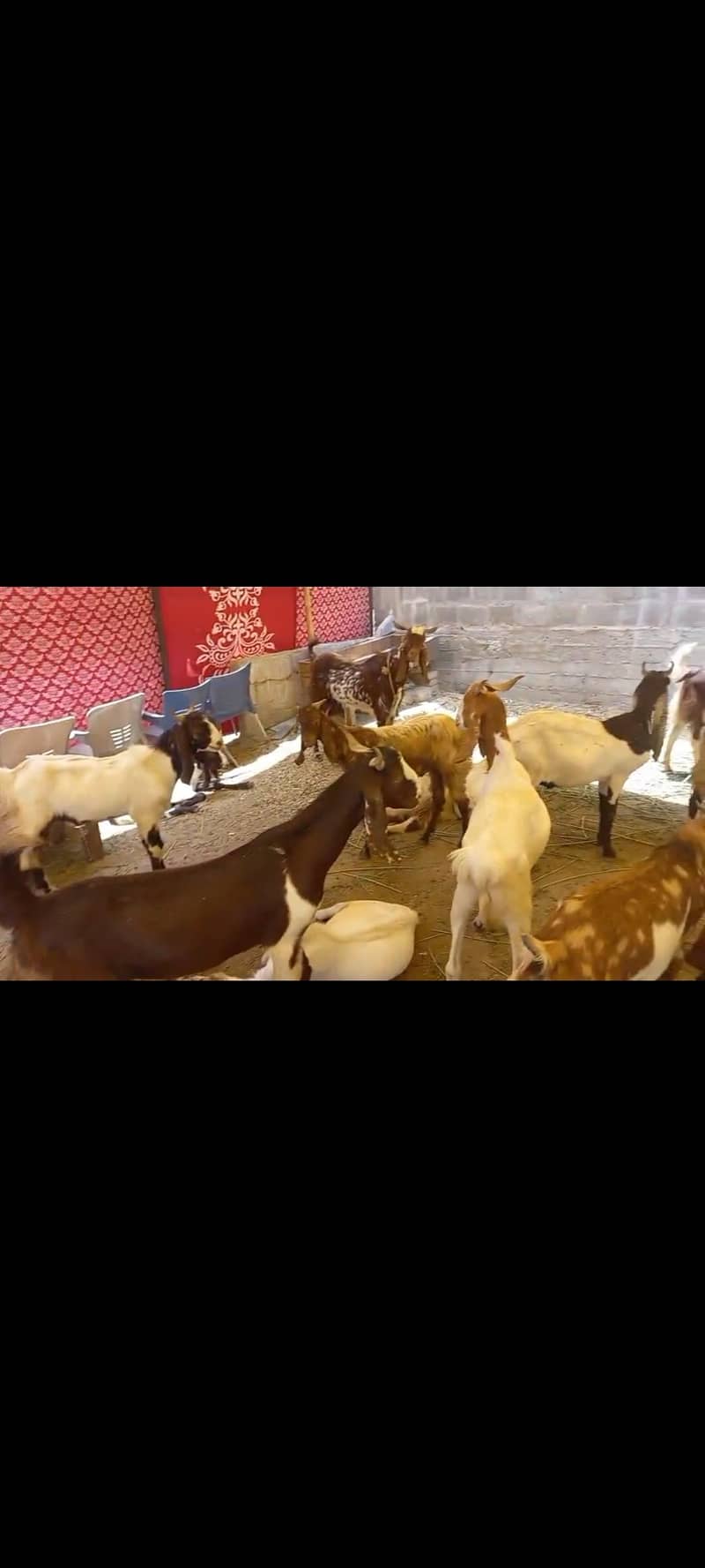 GOATS 1