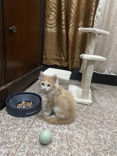 persian Female cat
