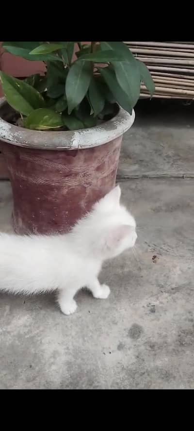 Kittens and Cat