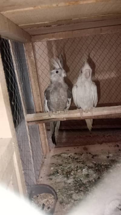 cocktail breeder pair