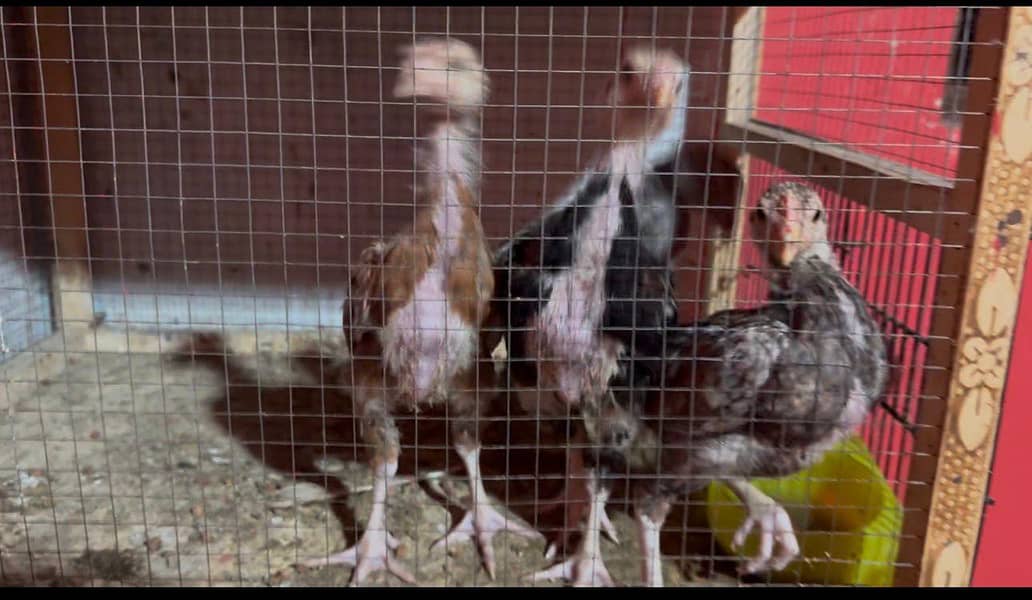 Aseel chicks 2