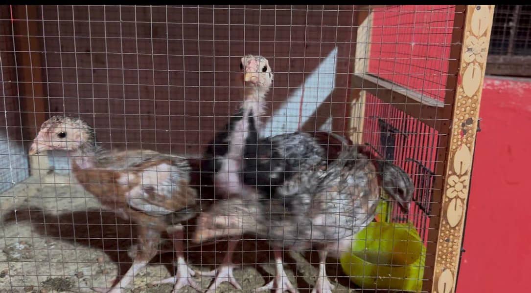 Aseel chicks 3
