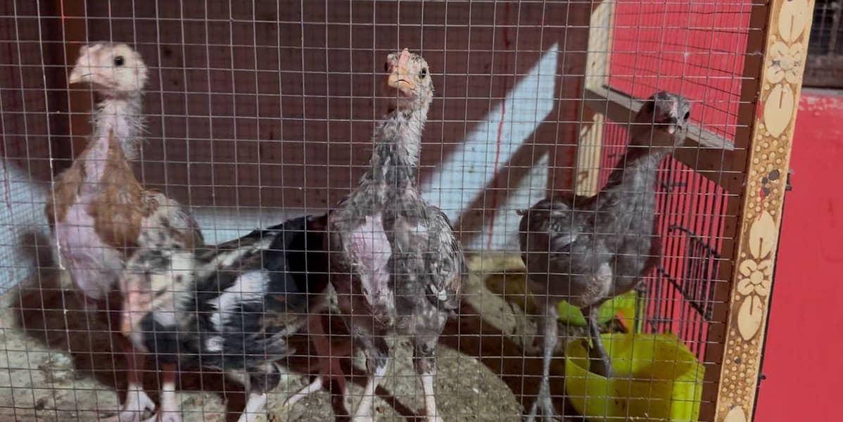 Aseel chicks 4