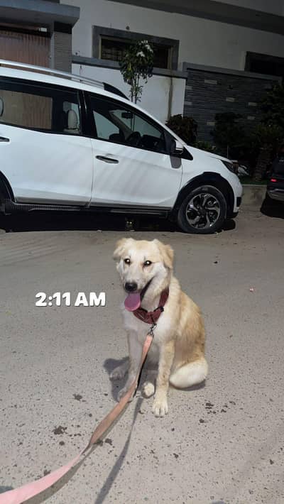 urgent sale golden retriever local cross female responds maxi