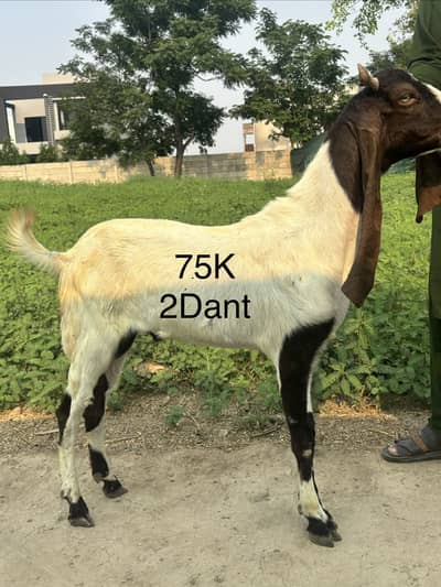 Goat bakra qurbani