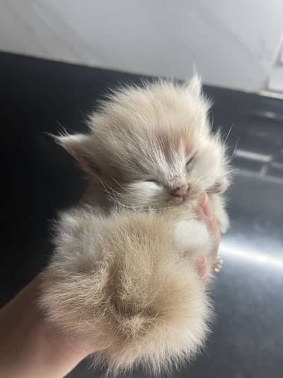 Persian kitten for sale - Healthy and playful