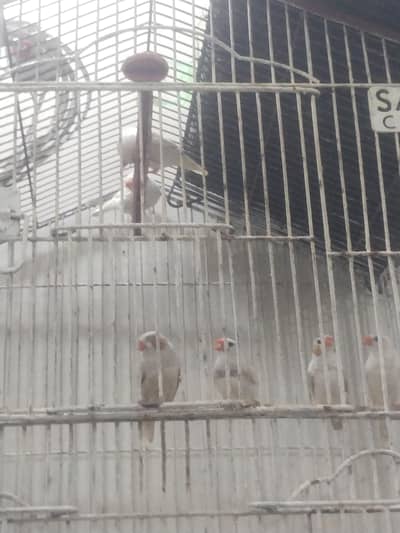 Snow White or Motishion Finch pair
