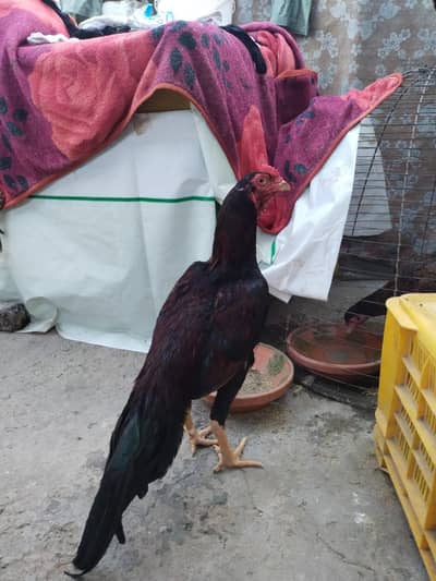 pata bot acha ha chaky waly log dor ray