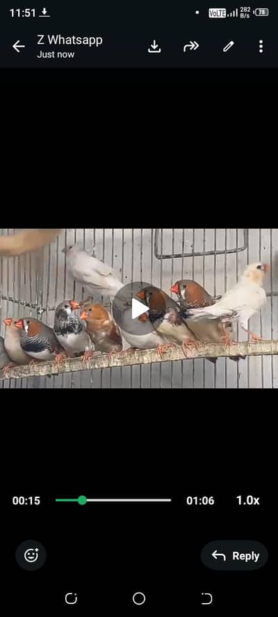 mutation finches under size mixed 40 pices for sale