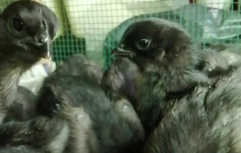 Ayam cemani chicks