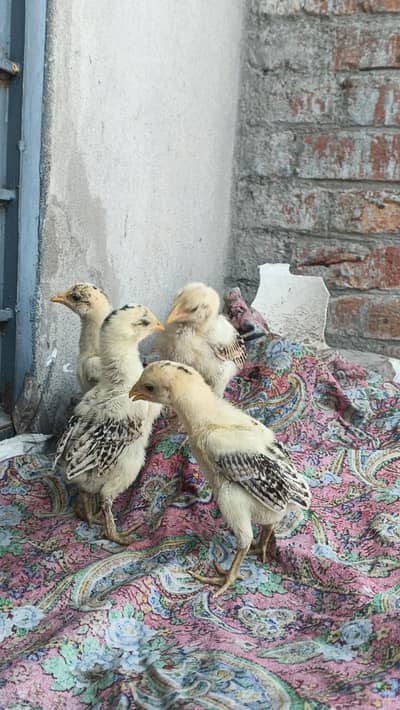 Bermi| Burmi Chicks| Chicks| Chozay | Bermi Chozay |