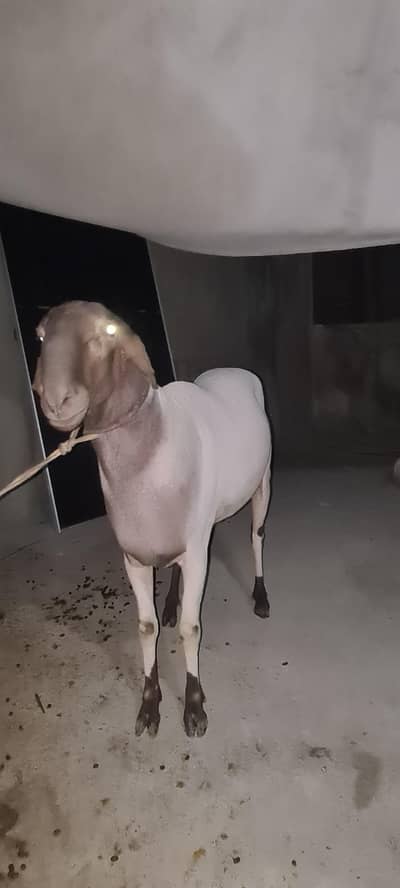 50 kg in meat hai