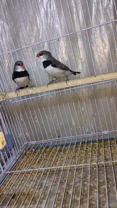 diamond finch for sell