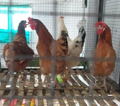 Golden Misri Three Hens