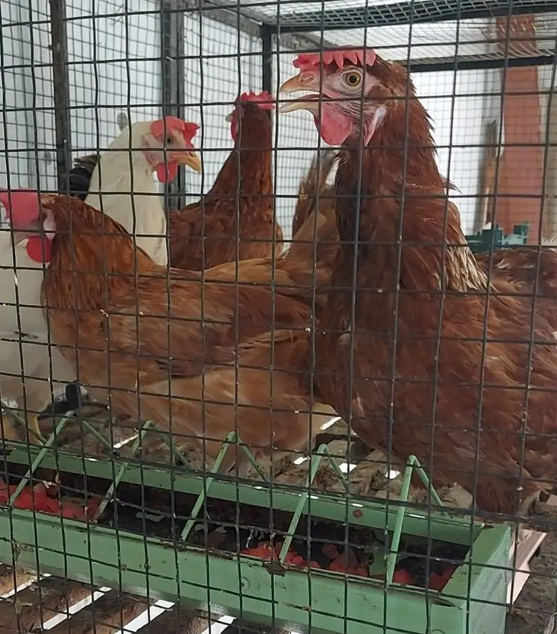 Golden Misri Three Hens — photo 2