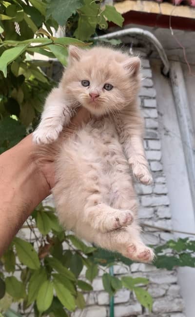 Kitten