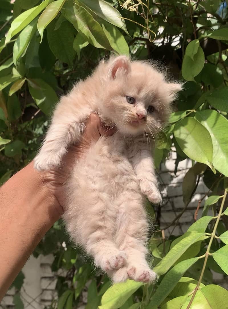 Kitten 1