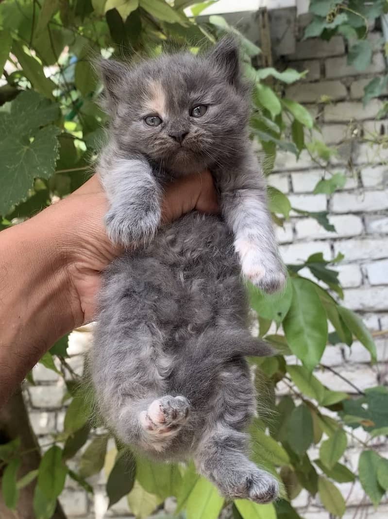 Kitten 2
