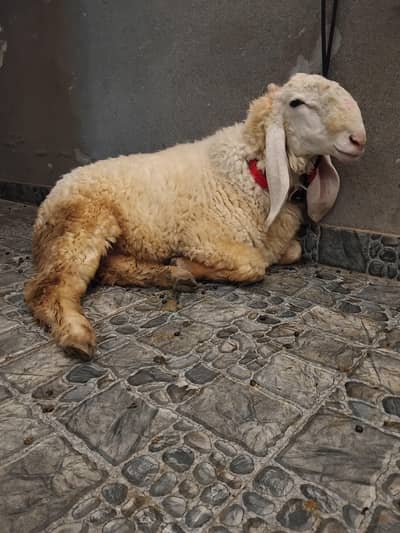 Two sheep 2 daant chatry jori