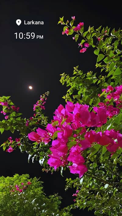 Zeeshan ali