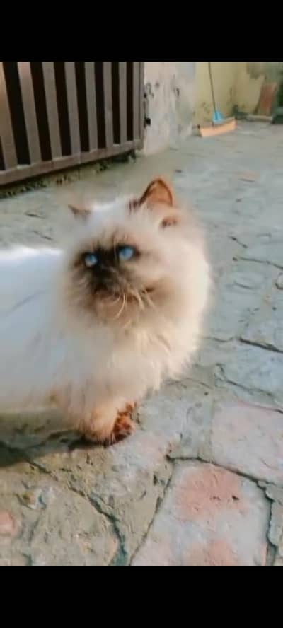 Himalayan cat