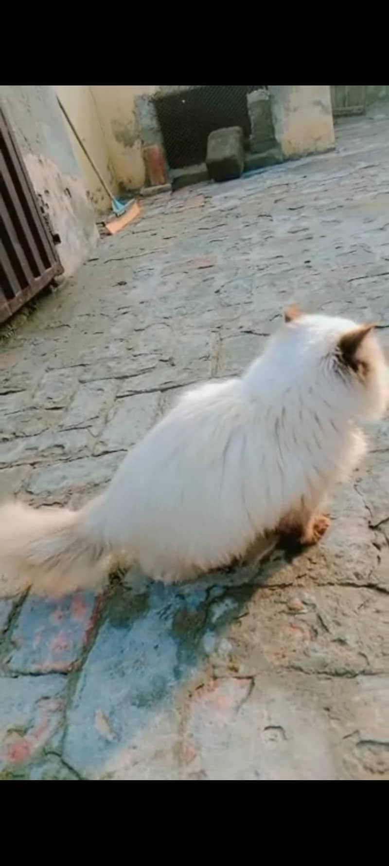 Himalayan cat 1