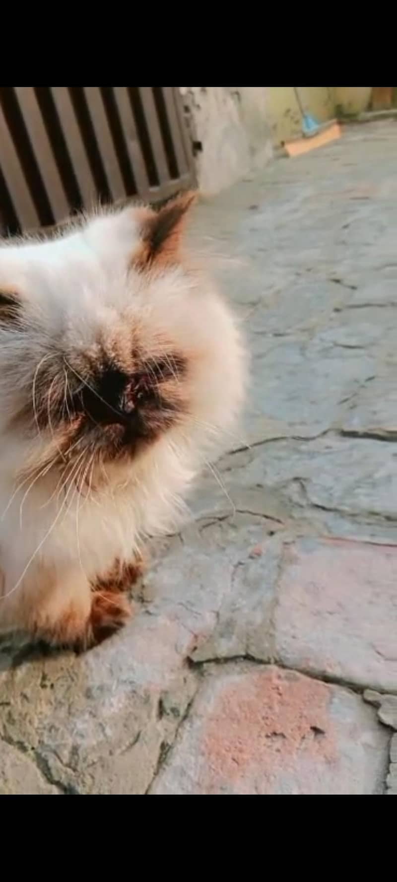 Himalayan cat 2