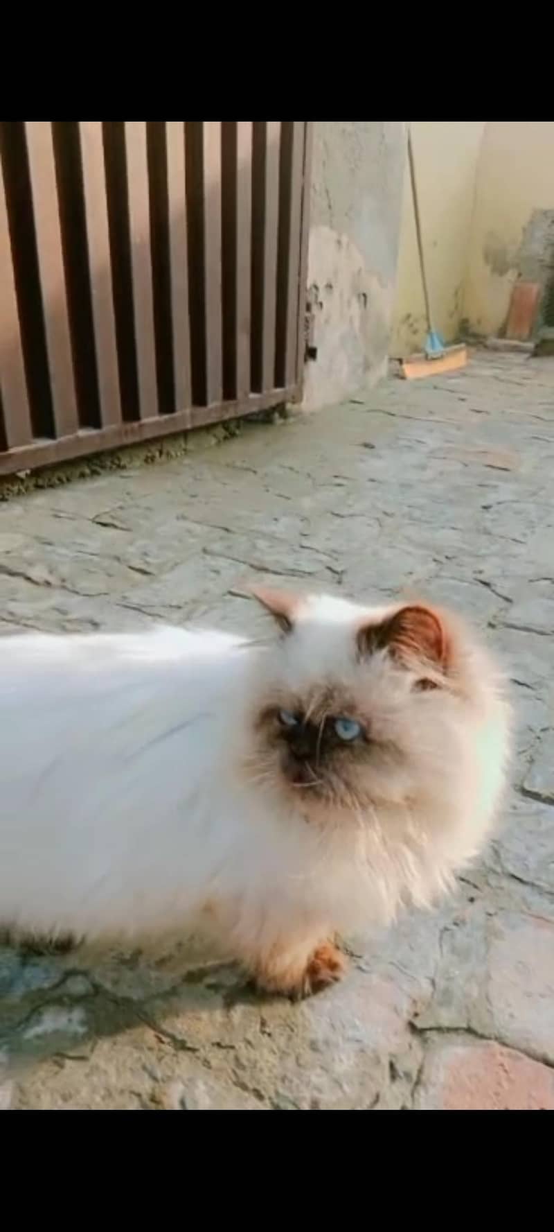 Himalayan cat 3