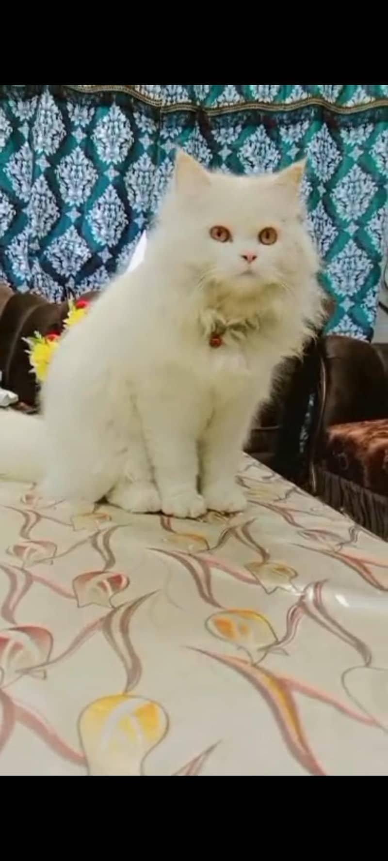 Himalayan cat 4