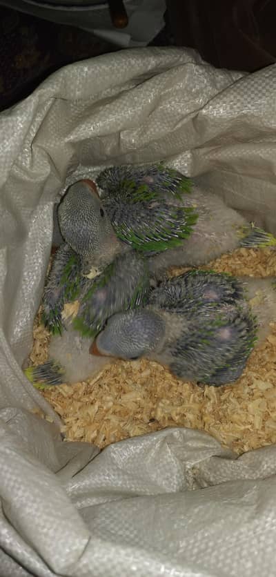 raw parrot chick